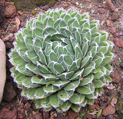 Agave victoriae-reginae - queen's agave (25 cm low vase)