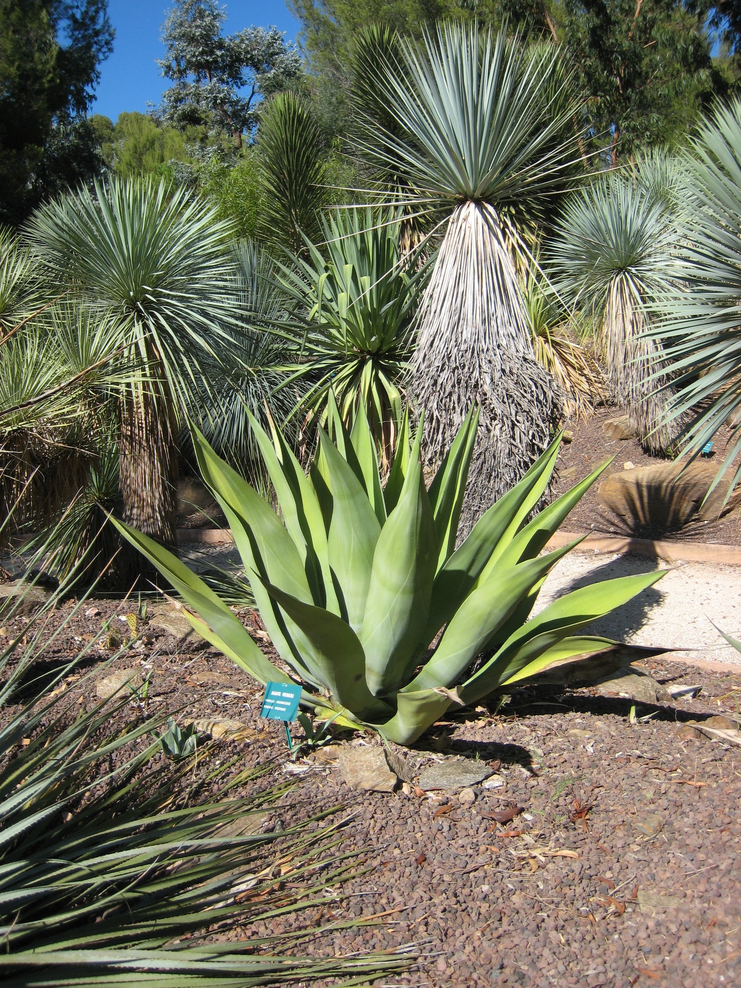 Agave weberi x americana - agave ibrida (Vaso quadro 7x7x10 cm)