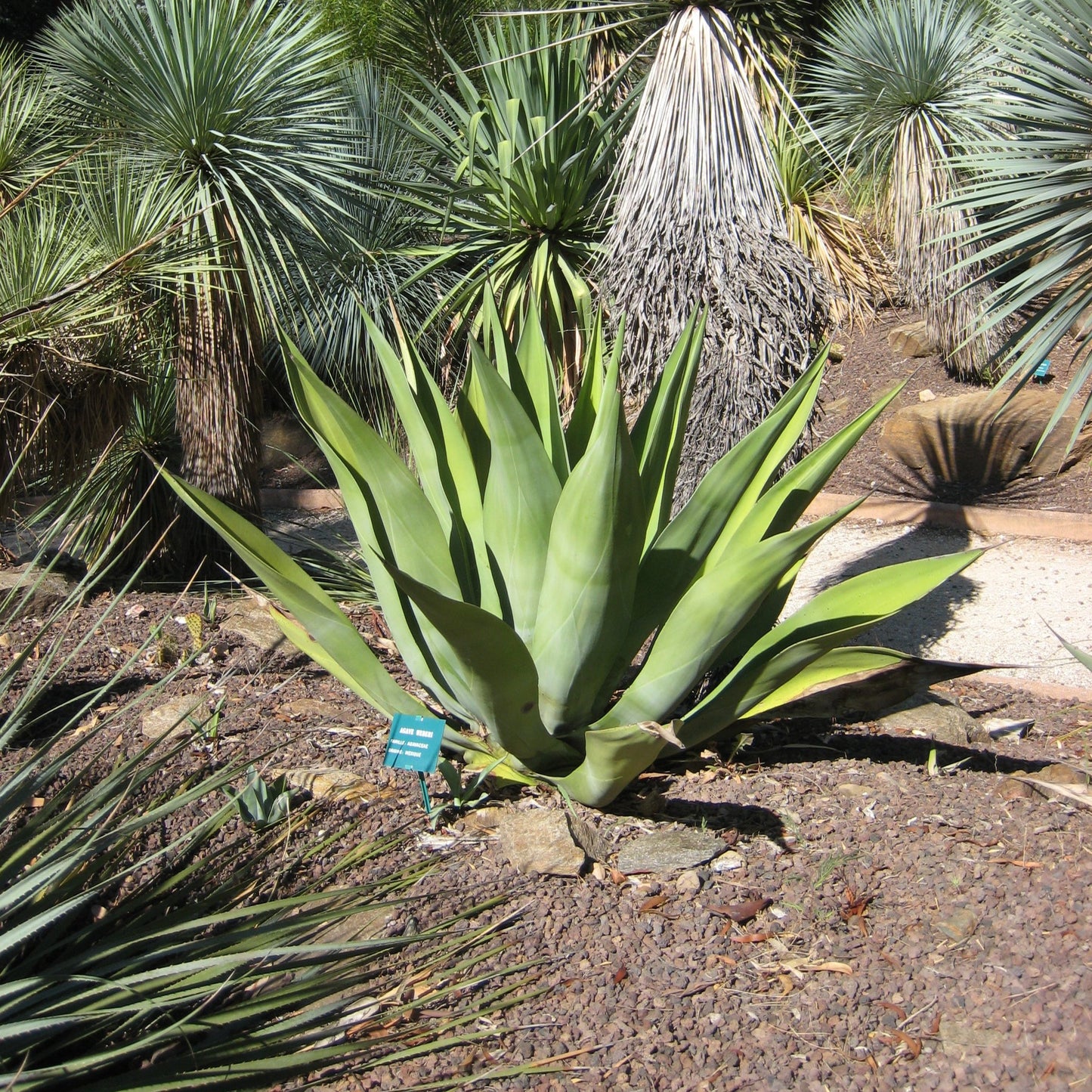 Agave weberi x americana - agave ibrida (Vaso quadro 7x7x10 cm)