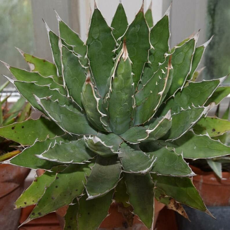 Agave xylonacantha - agave dai germogli ascellari (Pianta in Vaso)