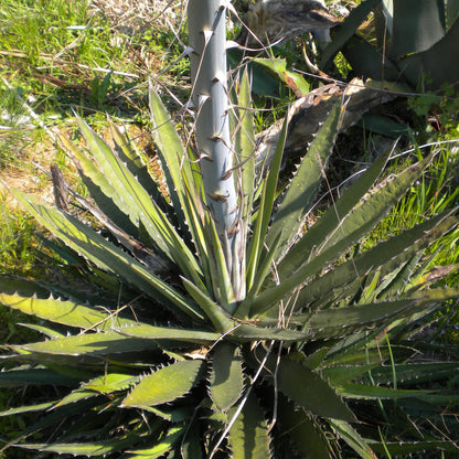 Agave xylonacantha - agave dai germogli ascellari (Pianta in Vaso)