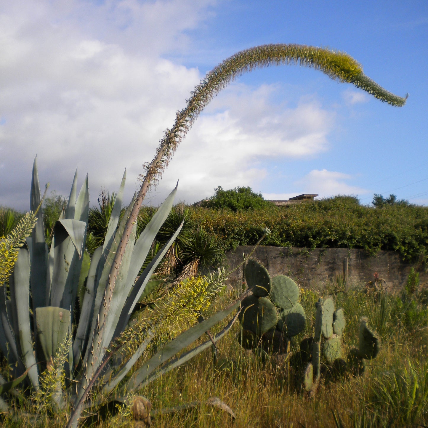 Agave xylonacantha - agave dai germogli ascellari (Pianta in Vaso)