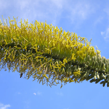 Agave xylonacantha - agave dai germogli ascellari (Pianta in Vaso)