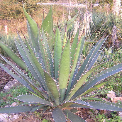 Agave xylonacantha - agave dai germogli ascellari (Pianta in Vaso)