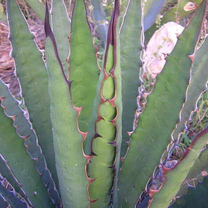 Agave xylonacantha - agave dai germogli ascellari (Pianta in Vaso)