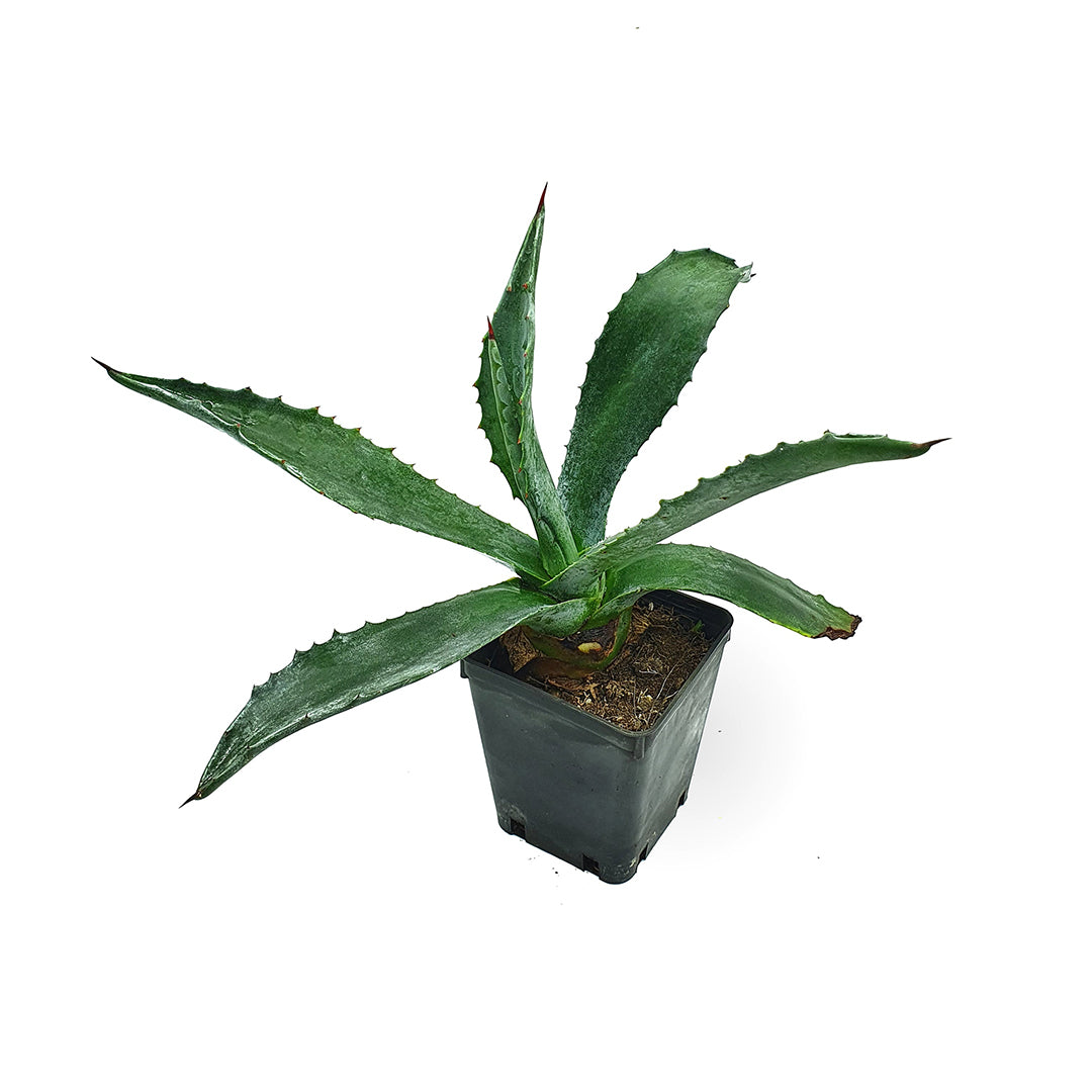 American agave - Mediterranean agave (Square vase 9x9x10 cm)