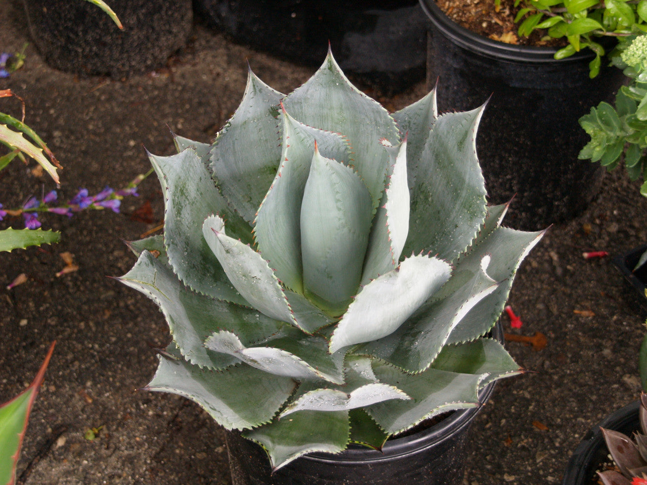 Agave celsii (syn. mitis) - agave cespitosa (18 cm pot)