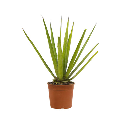 Agave difformis pianta in vaso 18 di Vivai MDB