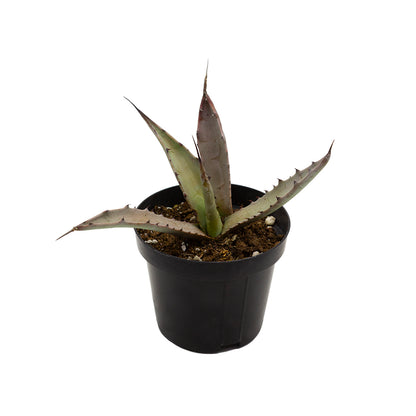 Agave durangensis - (Vaso 10 cm)
