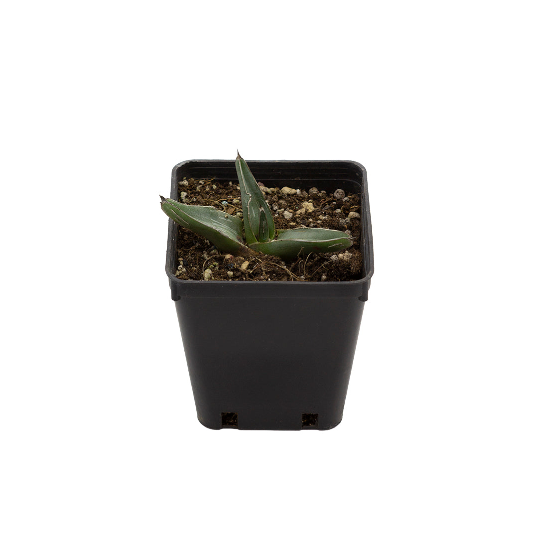 Agave ferdinandi-regis - agave (Vaso quadro 9x9x10 cm)