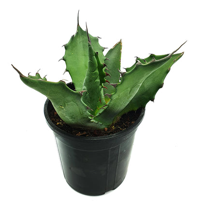 Agave salmiana var. ferox - spiny agave (14 cm vase)