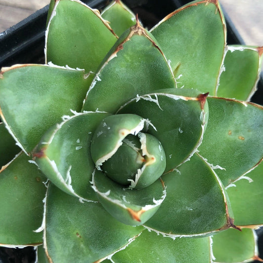 Agave filifera compact - (Vaso quadro 7x7x8 cm)