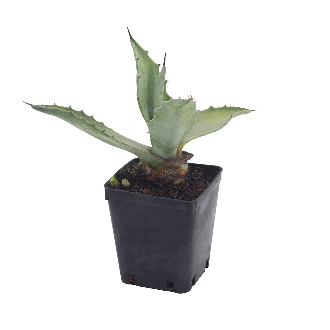 Agave flexispina in vaso quadro di VivaiMDB