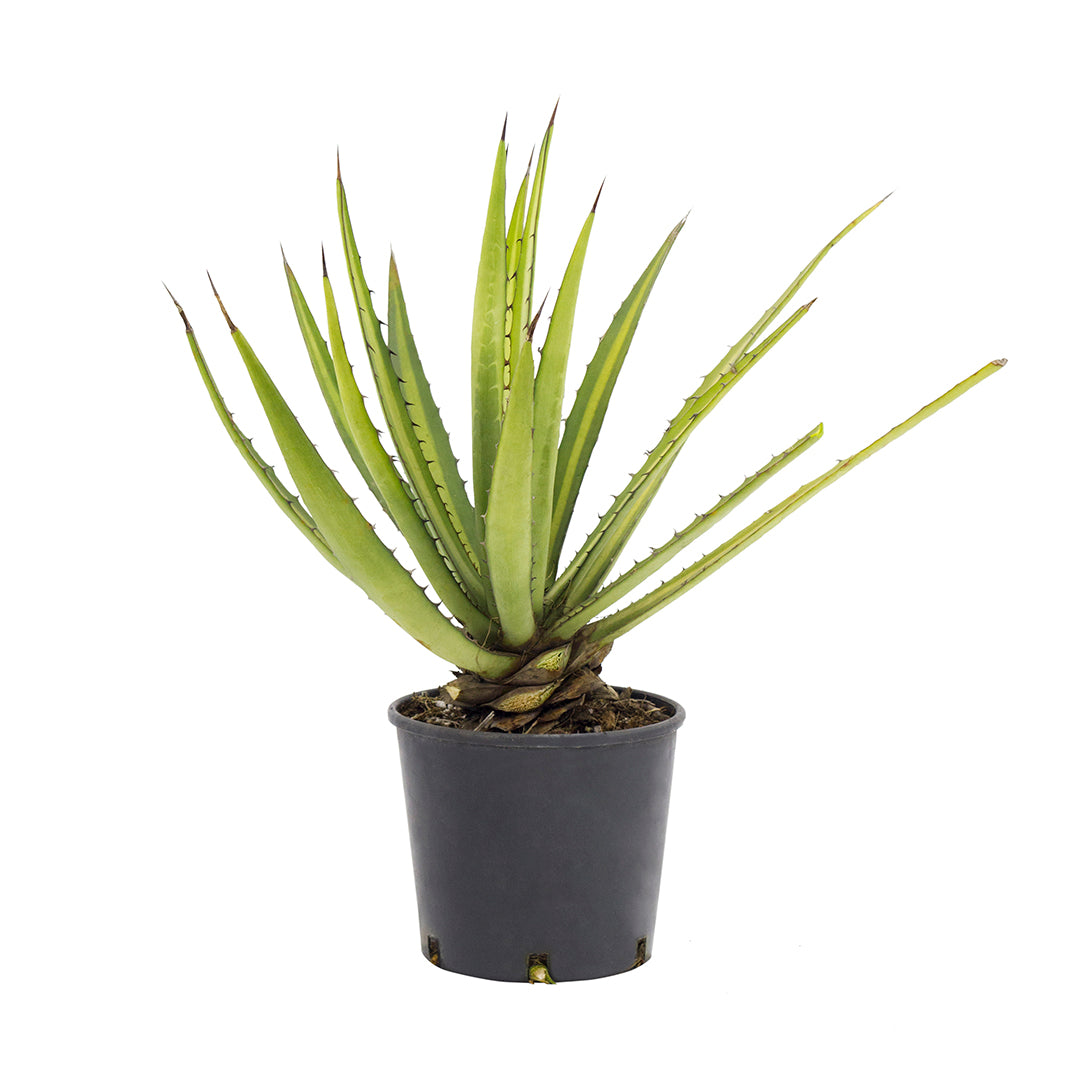 Agave lophantha - (Vaso 18 cm)