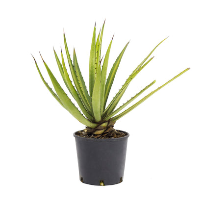 Agave lophantha - (Vaso 18 cm)