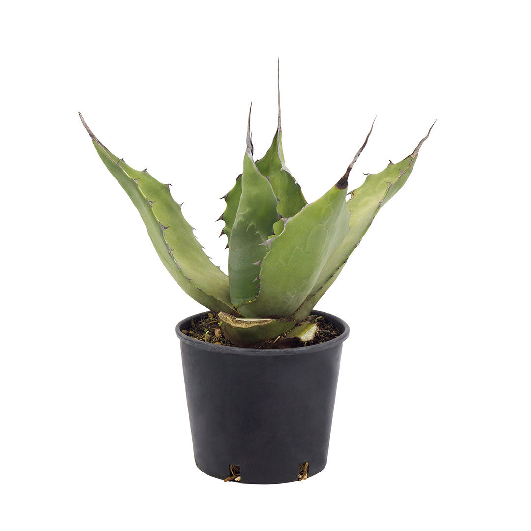 Agave marmorata - (Vaso 18 cm)