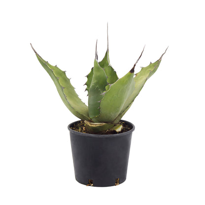 Agave marmorata - (Vaso 18 cm)