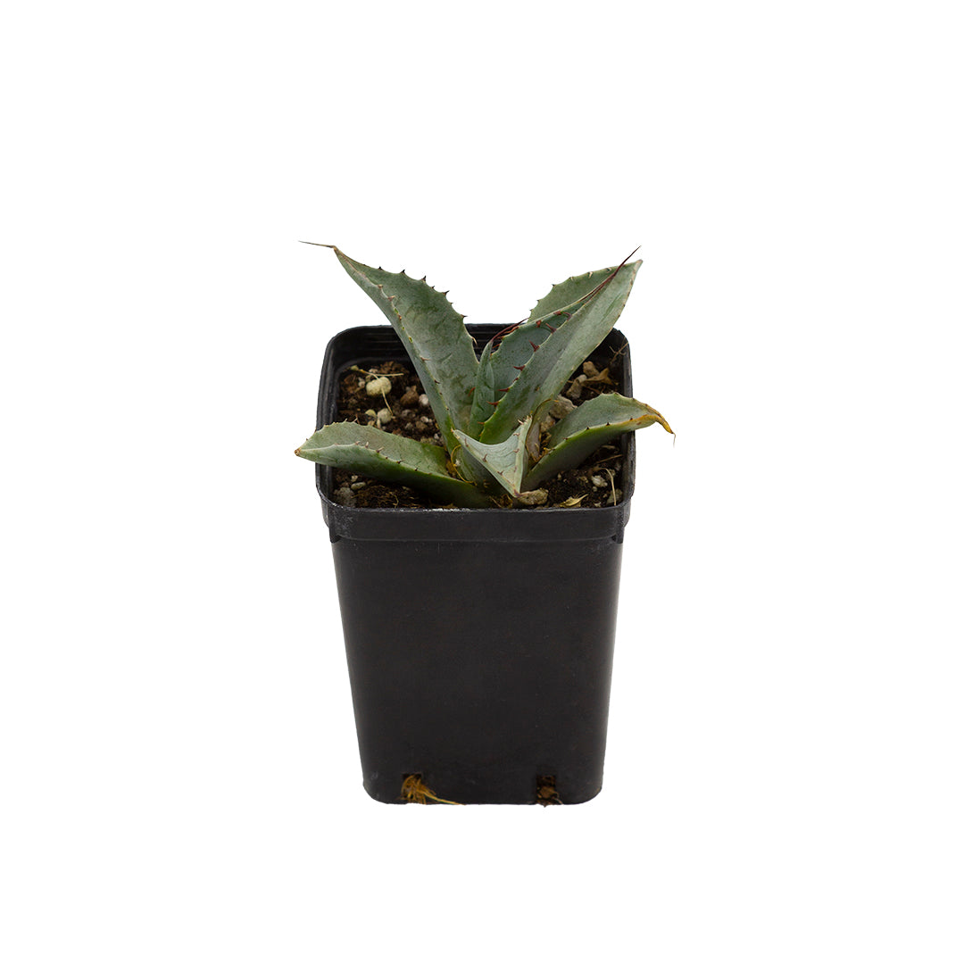 Agave parrasana - agave a foglie larghe (Vaso quadro 7x7x10 cm)