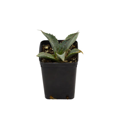 Agave parrasana - agave a foglie larghe (Vaso quadro 7x7x10 cm)