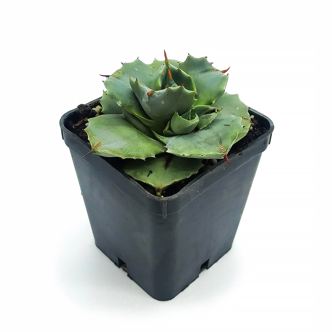 Agave potatorum cv. Shoji Raijin (Vaso quadro 7x7x8 cm)
