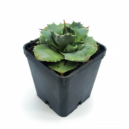 Agave potatorum cv. Shoji Raijin (Vaso quadro 7x7x8 cm)