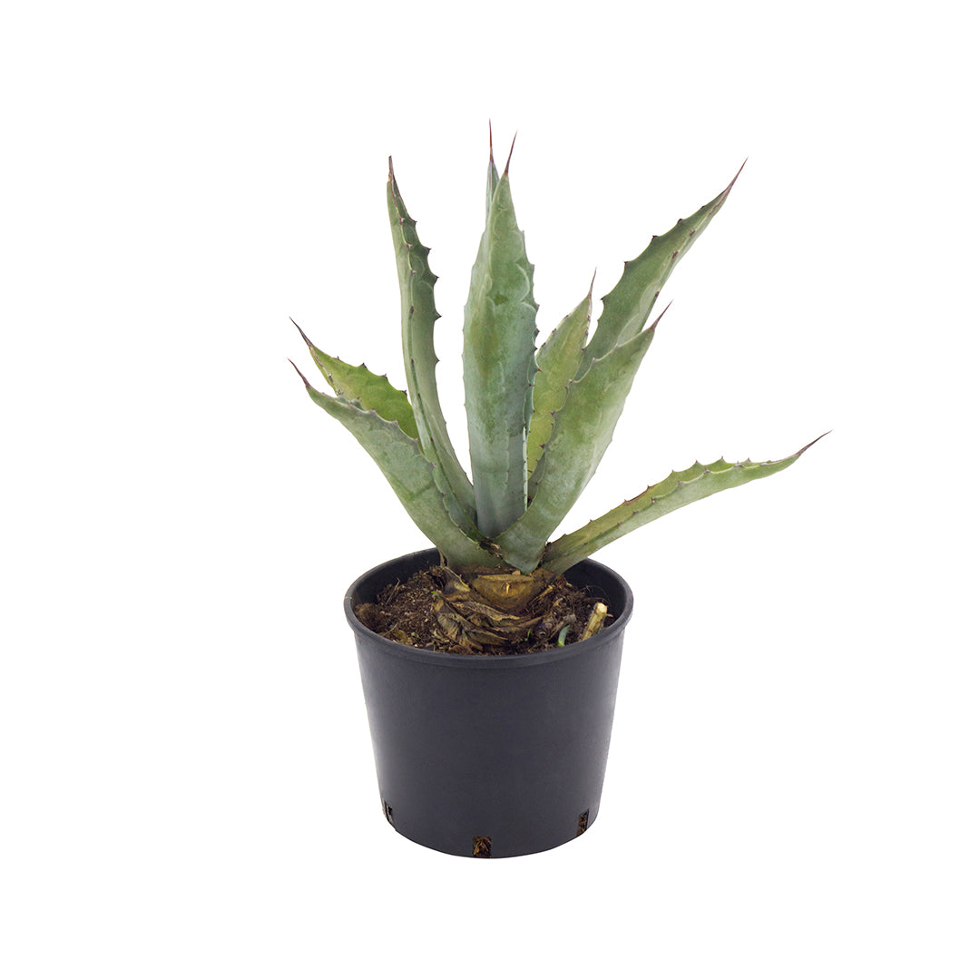 Agave scabra vaso 18 di Vivai MDB