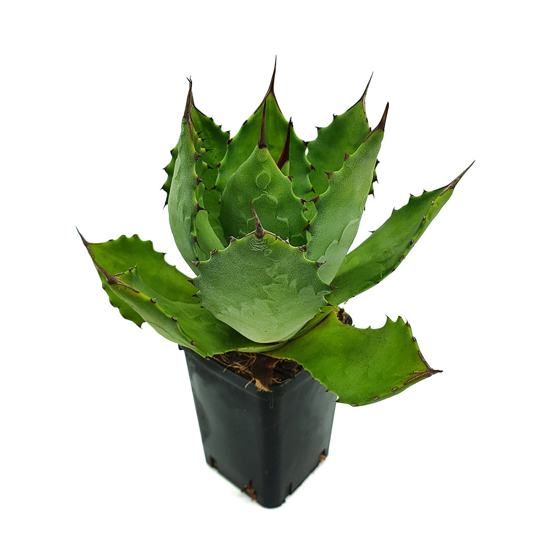 Agave seemanniana in vaso quadro di VivaiMDB