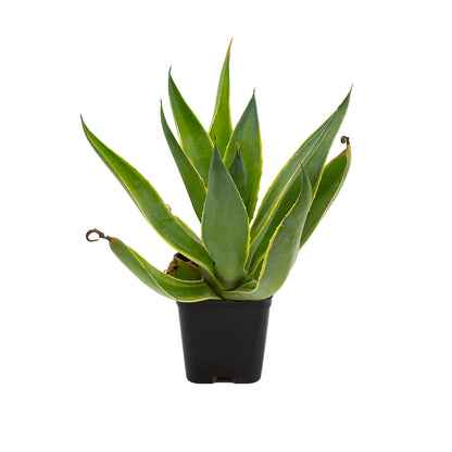 Agave sisalana marginata - (Vaso quadro 7x7x10 cm)