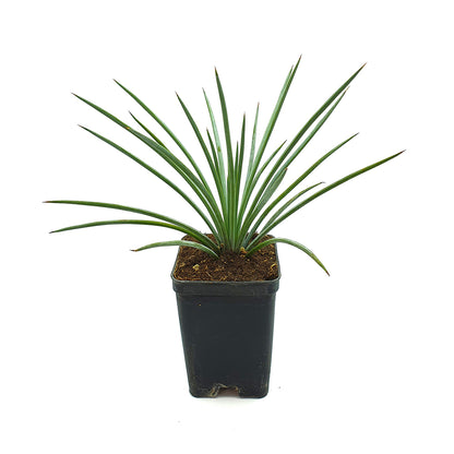 Agave stricta var. echinus - spadino compatto (Vaso quadro 7x7x10 cm)