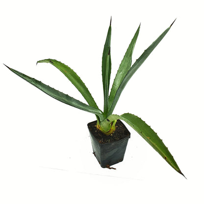 Agave tequilana - tequila agave (7cm square vase)