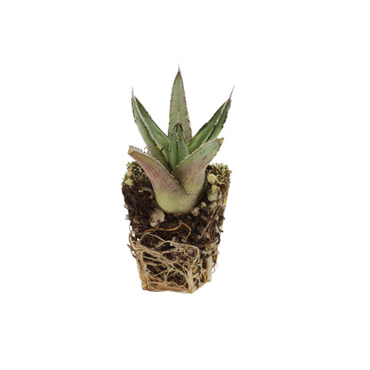 Agave victoriae-reginae - agave della regina (Alveolino)