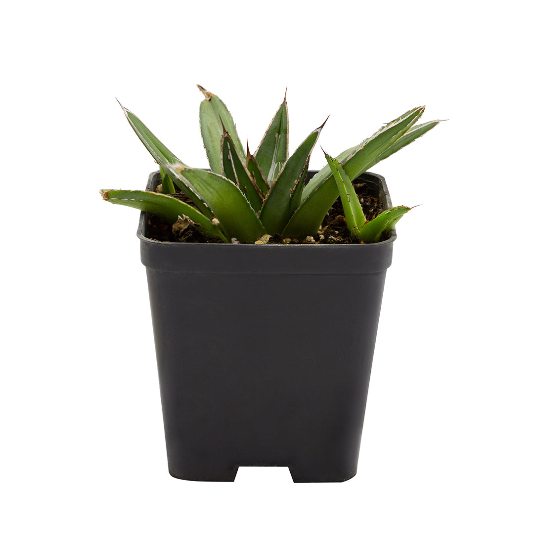 Agave victoriae-reginae fma. caespitosa - queen cespitosa agave (Square vase 7x7x10 cm)