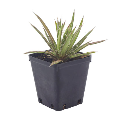 Agave x leopoldii - agave con riccioli bianchi (Vaso quadro 9x9x10 cm)