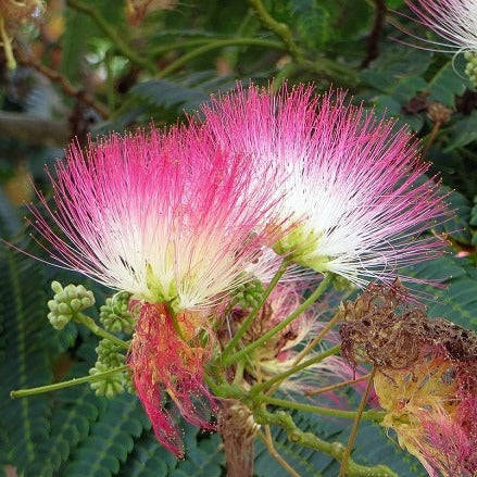 Albizia julibrissin - A. of Constantinople (Square vase 9x9x20 cm)