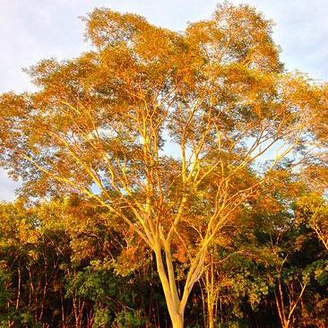 Albizia niopoides - tronco giallo (Alveolo forestale)