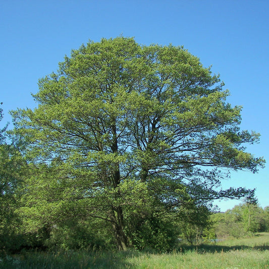 Alnus glutinosa - black alder (forest alveolus)