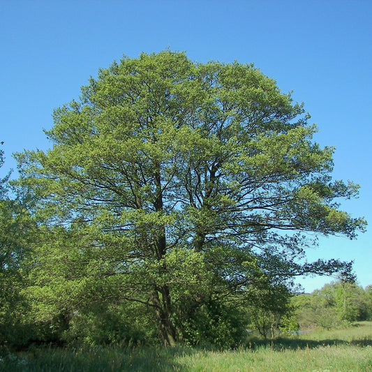 Alnus glutinosa - black alder (Square vase 9x9x20 cm)