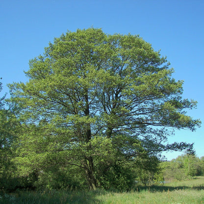 Alnus glutinosa - ontano nero (10 piante a radice nuda)