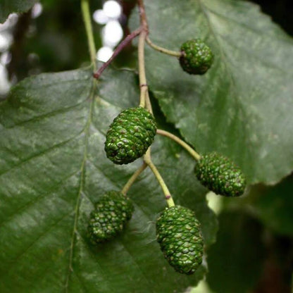 Alnus glutinosa - ontano nero (10 piante a radice nuda)