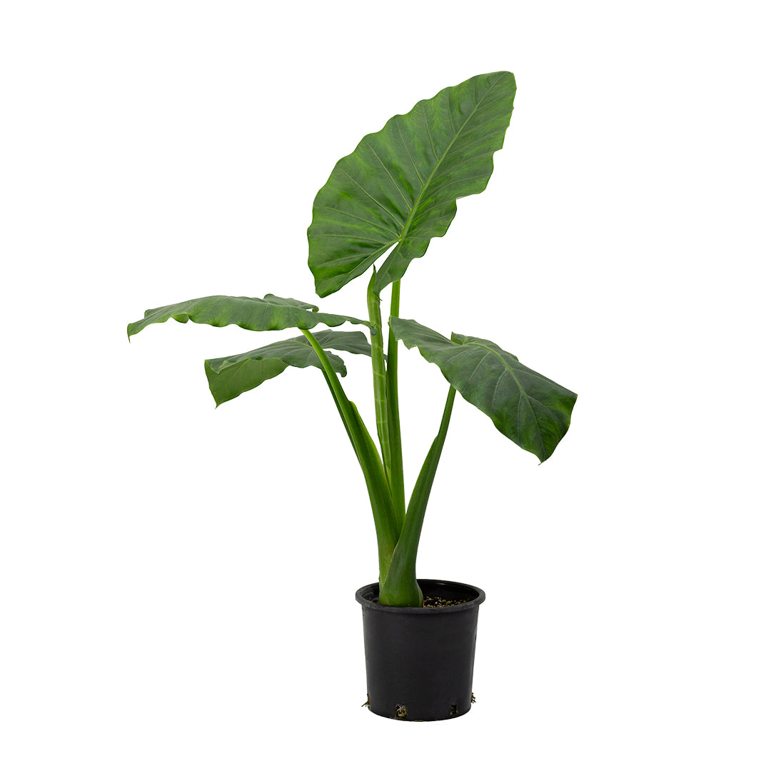 Alocasia macrorrhiza - orecchie di elefante (Vaso 18 cm)