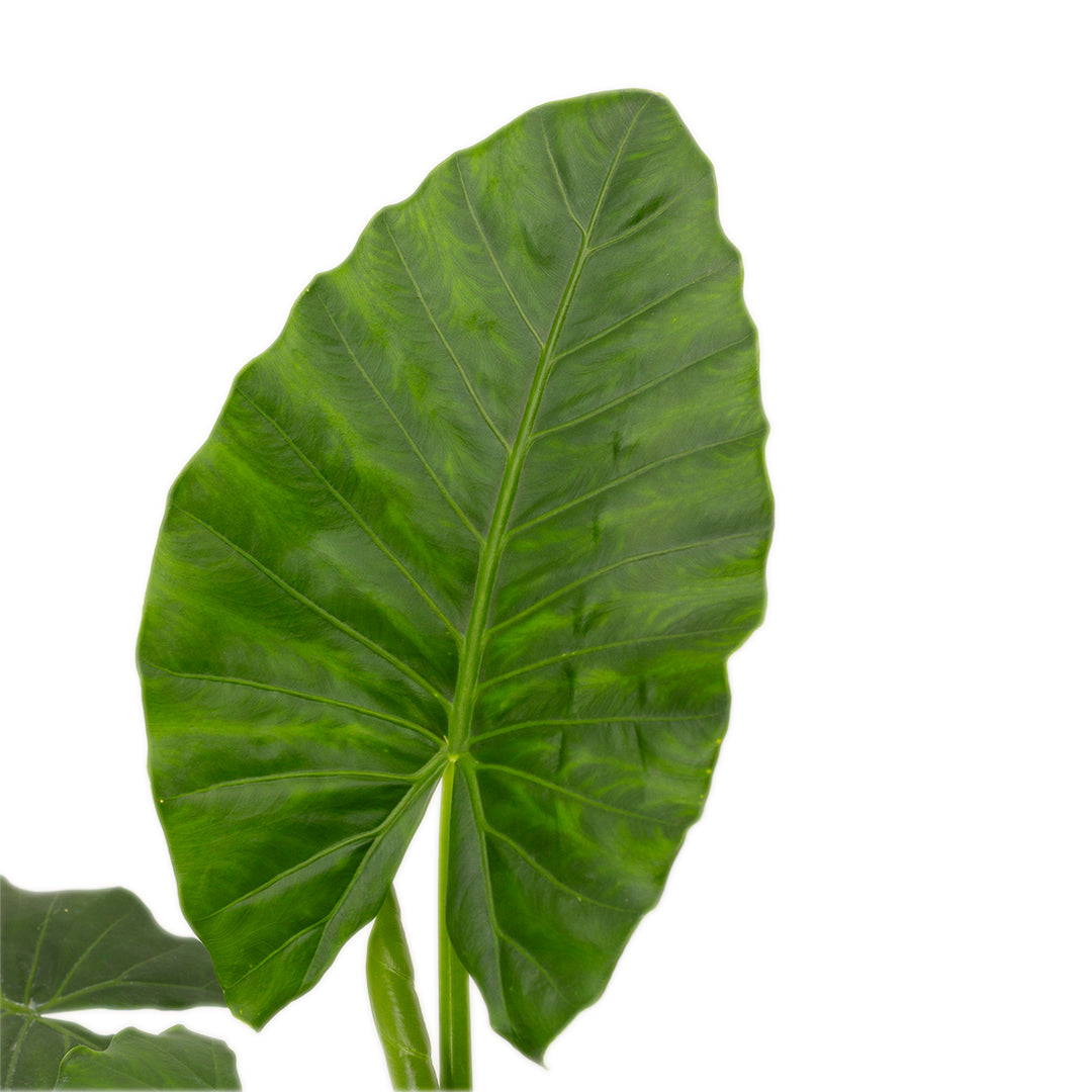 Alocasia macrorrhiza - orecchie di elefante (Vaso 18 cm)