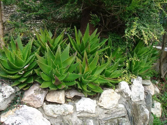 Aloe mitriformis (12 cm pot)
