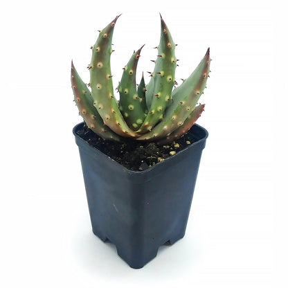 Aloe aculeata var. crousiana - spiny aloe (Square vase 7x7x10 cm)