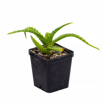 Aloe arborescens - aloe medicinale (Vaso quadro 7x7x8 cm)