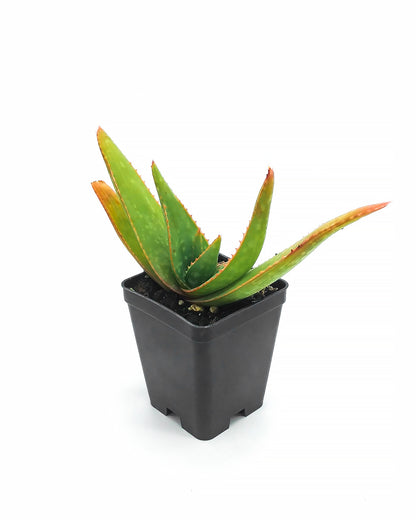 Aloe branddraaiensis (Square pot 7x7x8 cm)