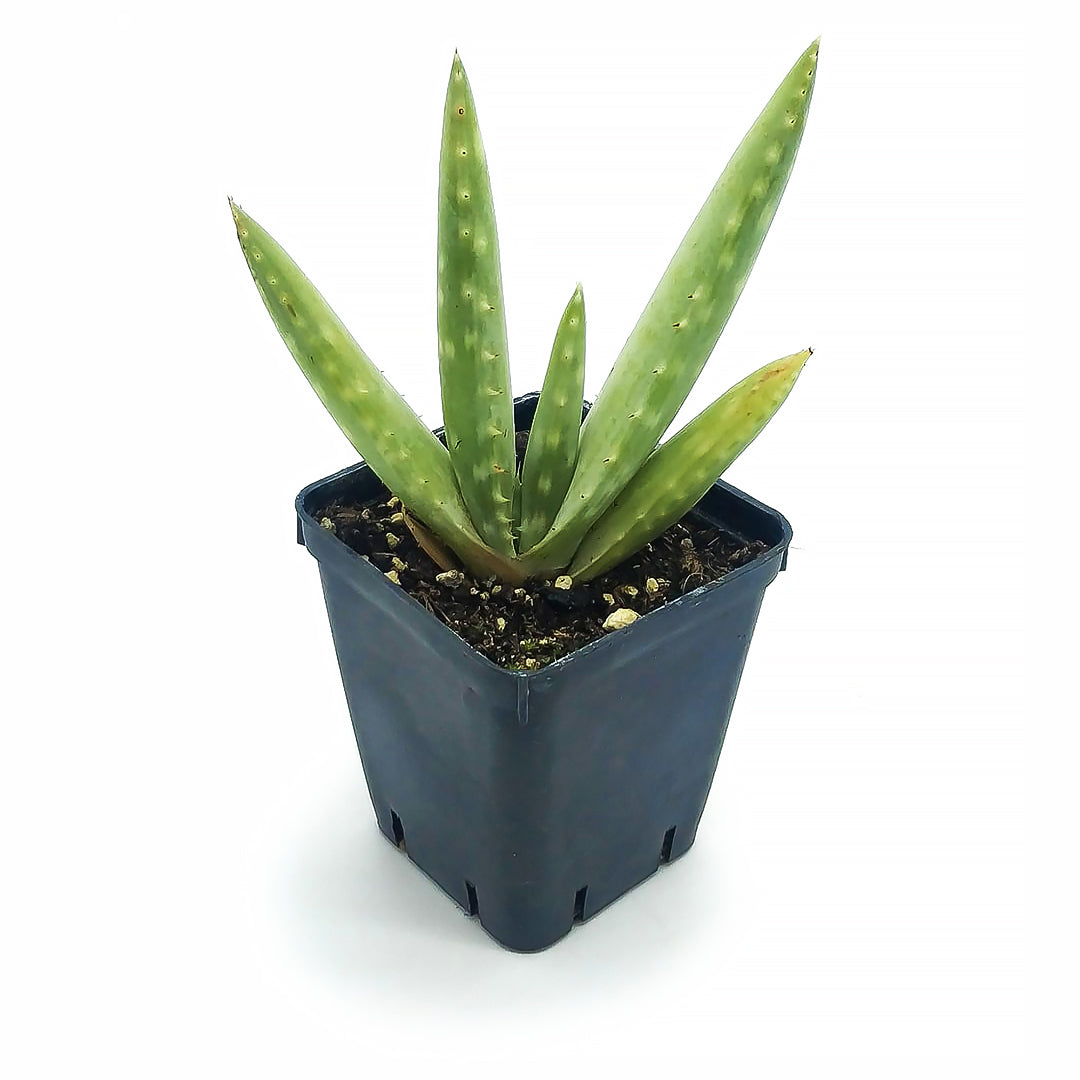 Aloe hereroensis - sand aloe (Square vase 7x7x8 cm)