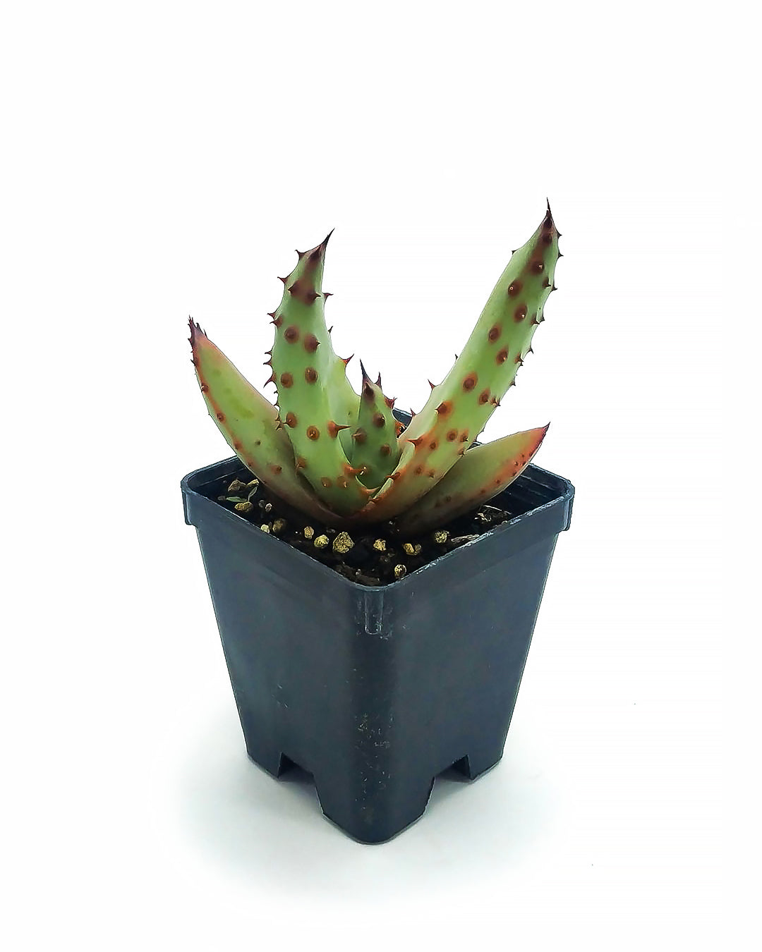 Aloe ferox var. marlothii (Vaso quadro 7x7x8 cm)