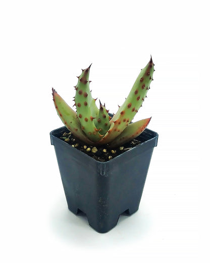 Aloe hereroensis - sand aloe (Square vase 7x7x8 cm)