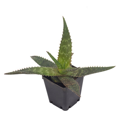 Aloe saponaria - aloe saponaria (Square vase 9x9x10 cm)