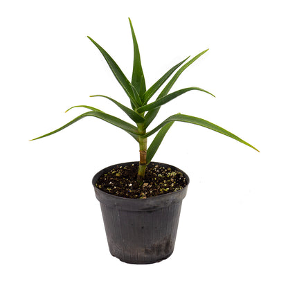Aloe striatula (Vaso 14 cm)